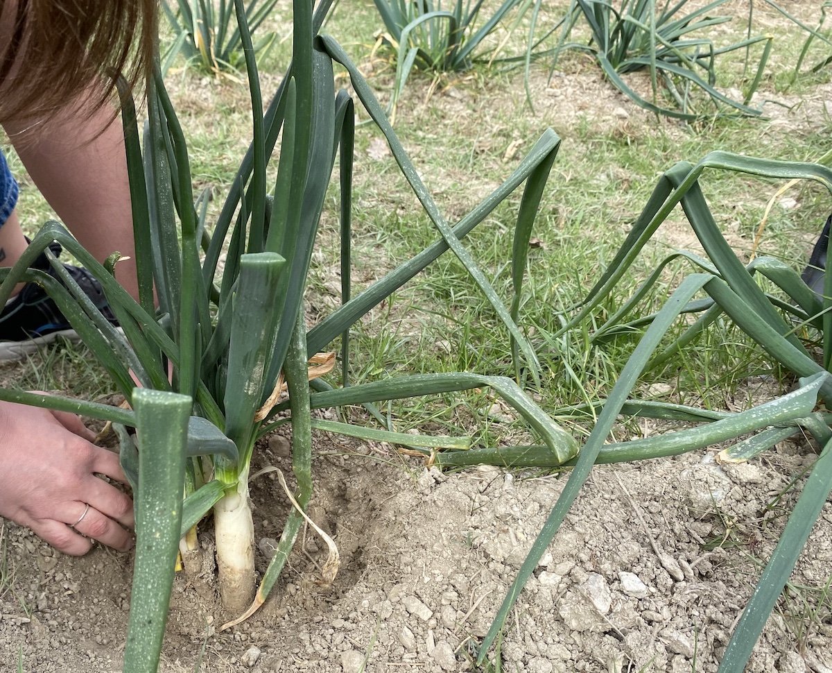 Calçots in the ground