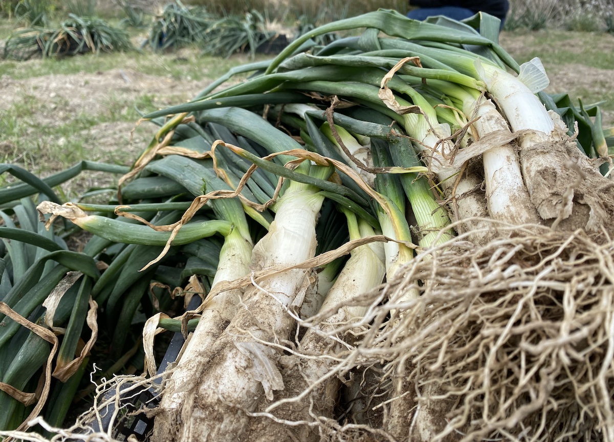 Calçots